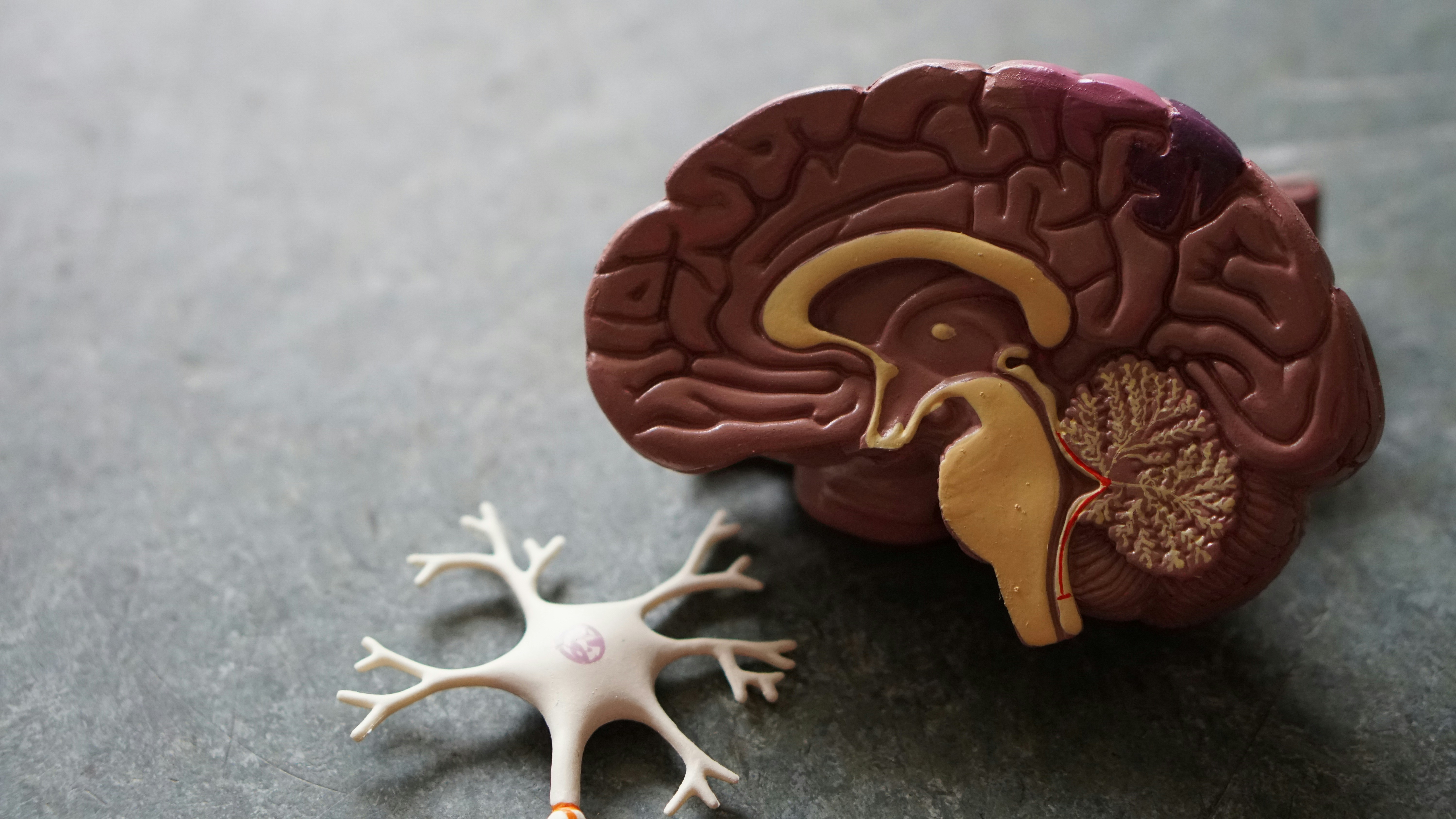 Image of the inside of a fake brain and neuron